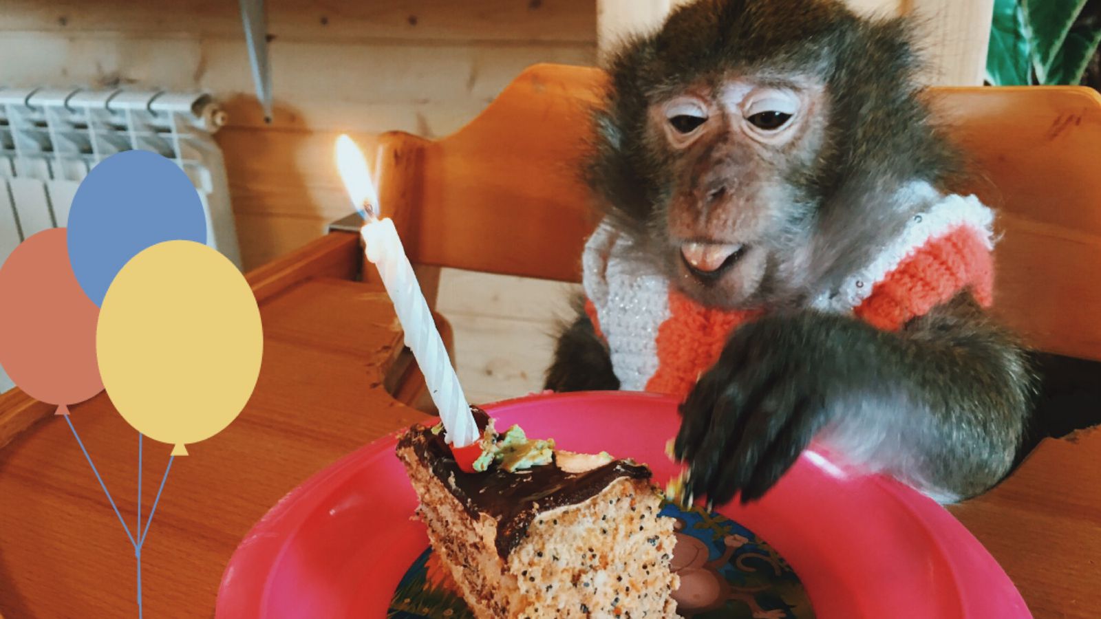 Маше 16 (Домашние макаки) смотреть онлайн