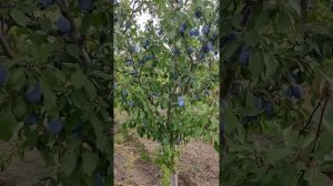 Слива Блю Фри и Стенлей