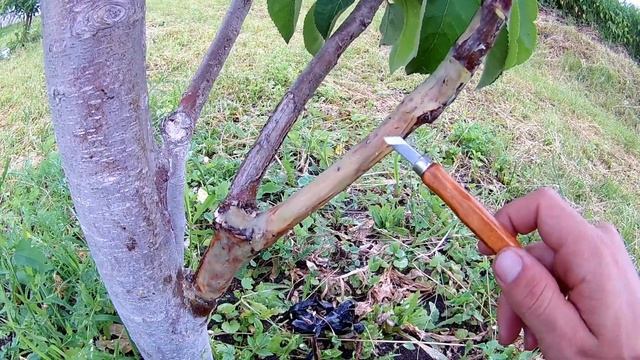 Яблоня. Результат пересадки коры. В конце как прижились прививки смотреть онлайн