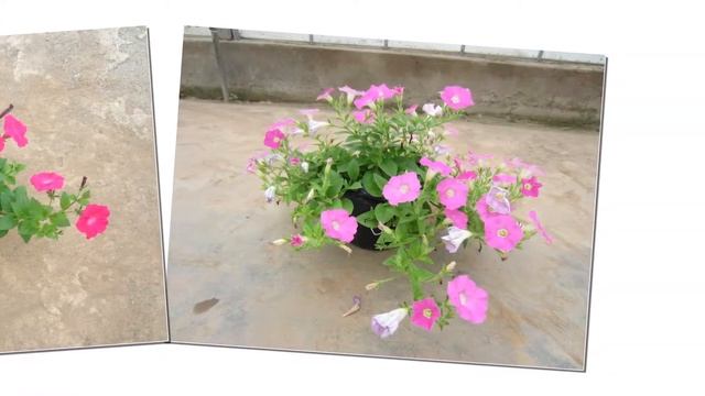 Varieties pentunia смотреть онлайн