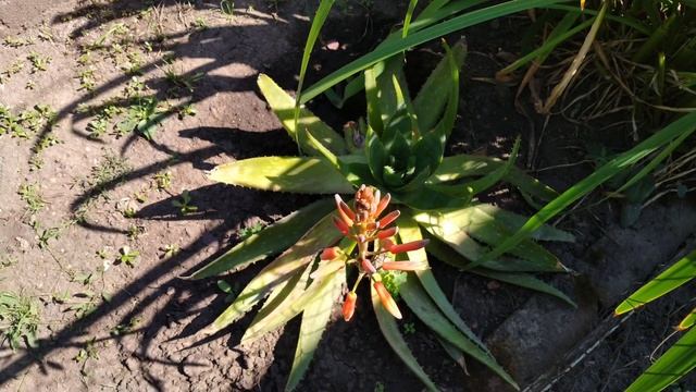 Цветение комнатного цветка Алоэ Вера. Свойства, вред и польза от сока алоэ вера. Июль 2023. смотреть онлайн