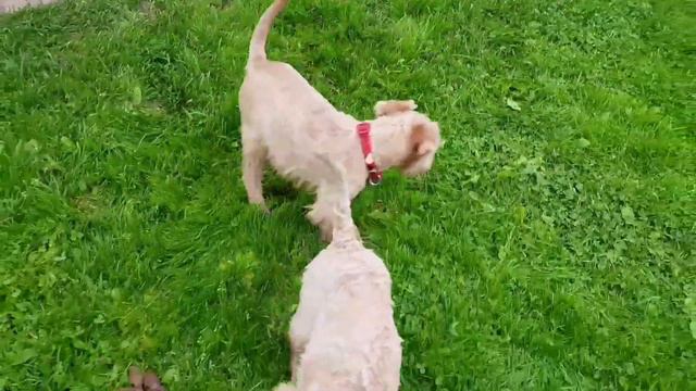 Ангелы Чарли помет О дата рождения 27.07.17 смотреть онлайн