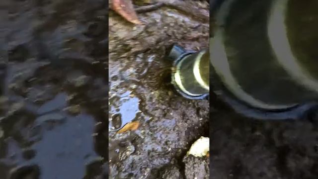 Ремонт водопровода на входе в участок частного дома смотреть онлайн