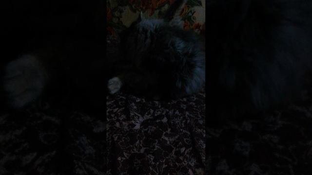 Как стать котом? Сейчас расскажем! смотреть онлайн