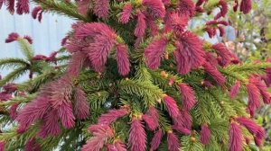 Ель обыкновенная "Рыдал". Picea abies "Rydal"