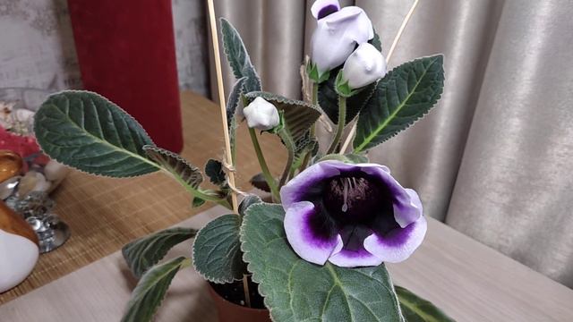 Комнатные растения. #ГЛОКСИНИЯ. От посадки клубня до первого цветочка прошло 2,5 месяца. смотреть онлайн