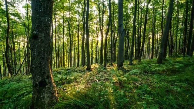 Музыка лечит сердце и сосуды? Успокаивающая музыка восстанавливает нервную систему,расслабляющая #1