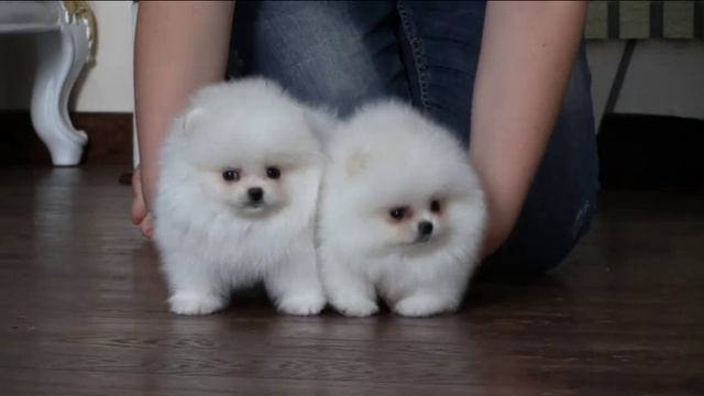 Белые щенки померанского шпица.White puppies pomeranian . смотреть онлайн