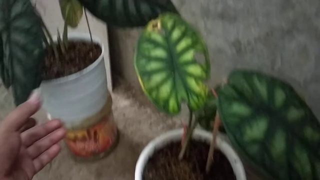 BELI ONLINE ALOCASIA DRAGON SCALE DAN SILVER ALHAMDULILLAH SAMPAI DAN LANGSUNG SEGAR смотреть онлайн