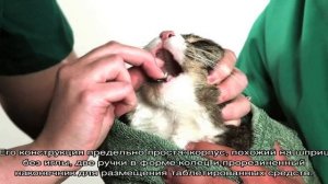 Как дать кошке таблетку, если она выплевывает