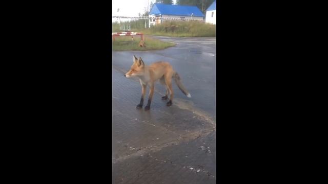 Кормит зверей, лиса Fox feeds the animals смотреть онлайн