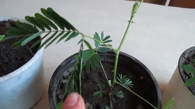 Покупки на aliexpress. Семена цветов из Китая. Покупки на Aliexpress. Семена цветов из Китая.mp4 смотреть онлайн