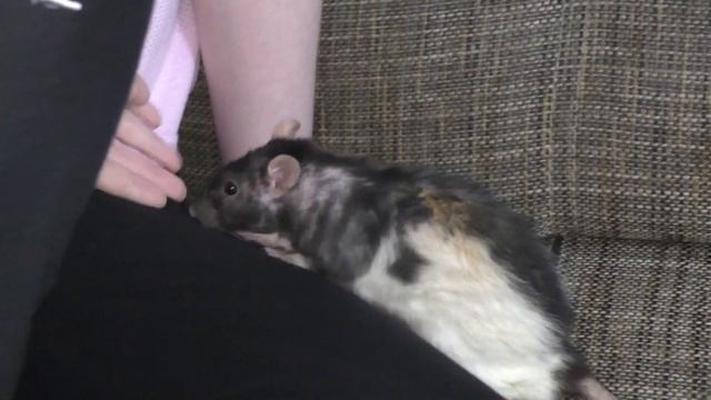 Самоделкин