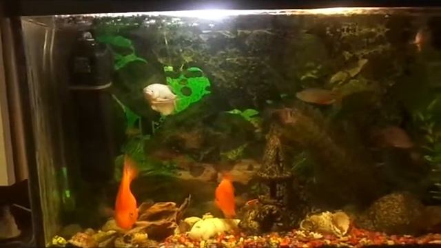 Рыбкина любовь смотреть онлайн