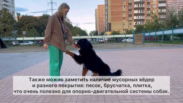Где гулять в Краснодаре с собакой? смотреть онлайн