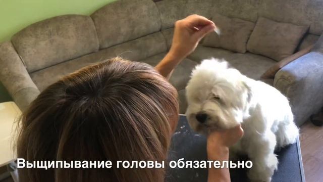 Тримминг, стриппинг ВестХайлендУайтТерьера, Видео урок тримминга смотреть онлайн