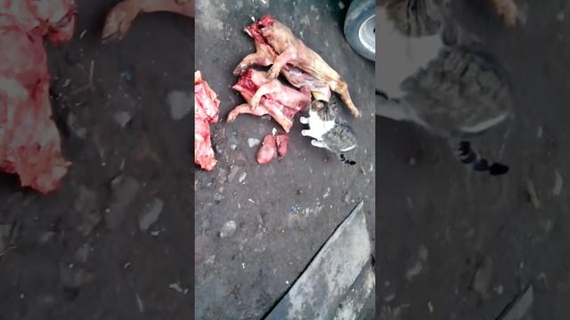 котик вася не ест мясо в пост! смотреть онлайн