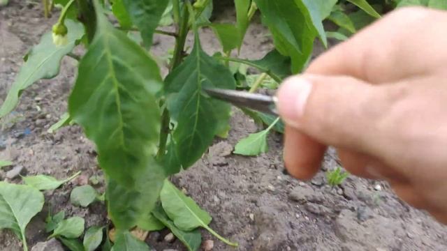 КАК ФОРМИРОВАТЬ ПЕРЕЦ ДЛЯ БОГАТОГО УРОЖАЯ, ВСЕ ТОНКОСТИ ОБРЕЗКИ, ПАСЫНКОВАНИЕ перца на урожай смотреть онлайн