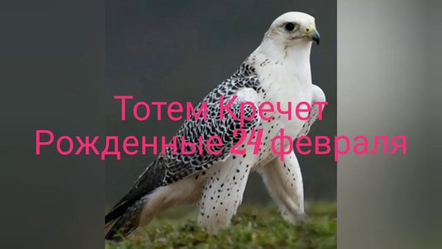 Тотем Кречет рожденные 24 февраля смотреть онлайн
