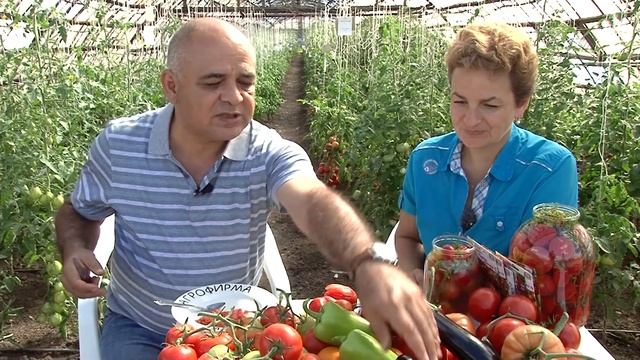 Отвечаем на ВСЕ вопросы: ВКУСНЫЙ ГИБРИД ТОМАТ СЕВЕРЕНОК смотреть онлайн