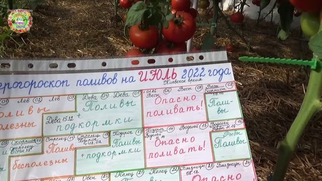 Как правильно поливать помидоры в знойную жару смотреть онлайн
