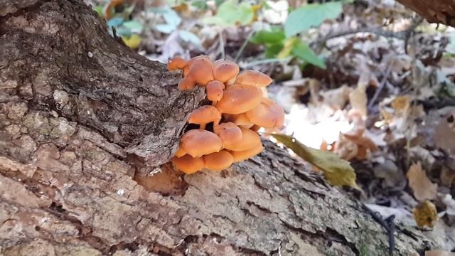 Первый зимний опёнок (Flammulina velutipes ) - 11 октября смотреть онлайн