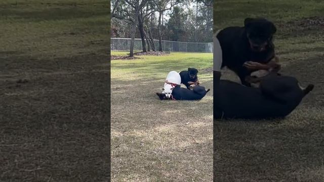 Rough housing @ the park смотреть онлайн