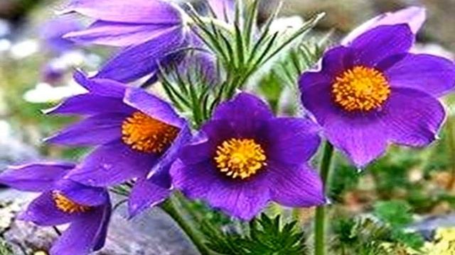 PULSATILLA VULGARIS - PASQUE FLOWERS - ! смотреть онлайн