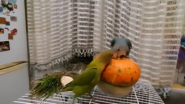 Попугаи неразлучники. Исследуем новый обьект. смотреть онлайн