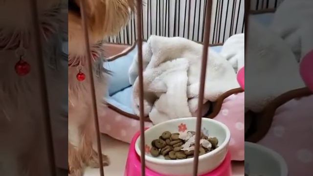 Щенок Йоркширского терьера вкусно кушает смотреть онлайн