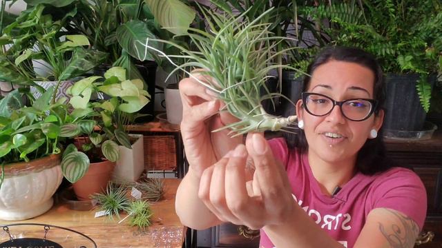 AIR PLANT HUB MYSTERY UNBOXING 2019 I TILLANDSIA INFO AND GUIDE