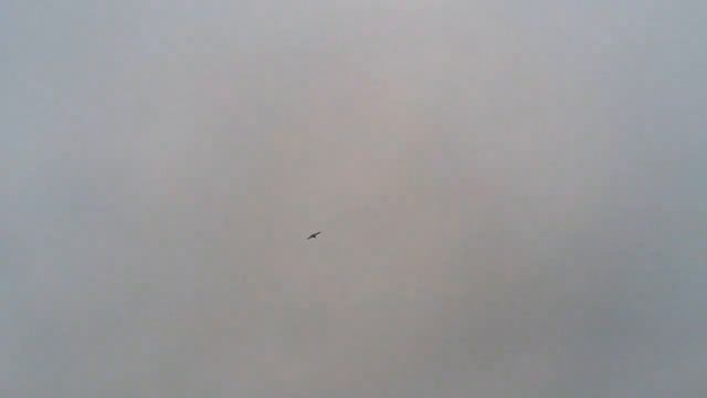 Радиоуправляемый самолет своими руками /(2)