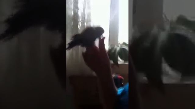 Попугай - Евангелист смотреть онлайн