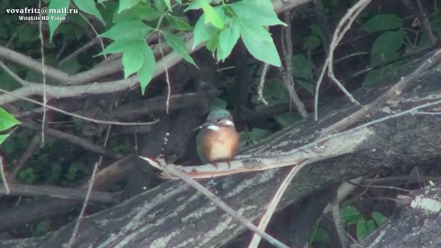 Alcedo Atthis Common Kingfisher, зимородок Moscow