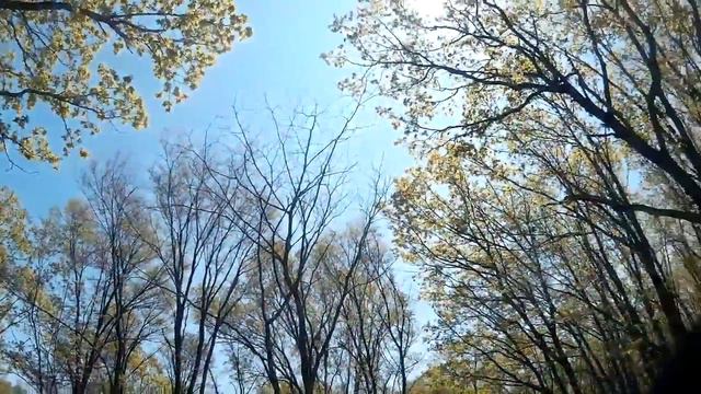 На велосипеде на сбор папоротника смотреть онлайн