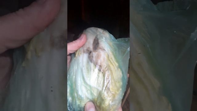 Как хранить капусту в погребе. Лучший способ! смотреть онлайн