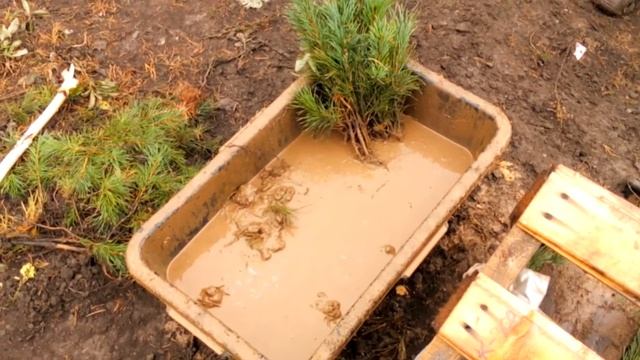 Упаковка сеянцев кедра смотреть онлайн