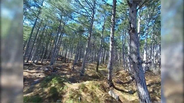 Diatone Roma F5 FPV - Крым. полет по FPV в соснах)