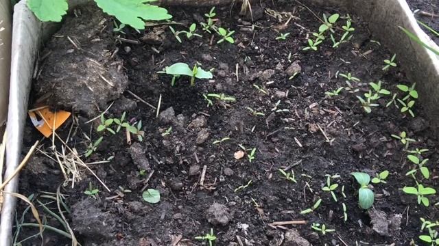 Огурцы в картонных коробках. Начало лета 2021.Грядки в коробках. смотреть онлайн