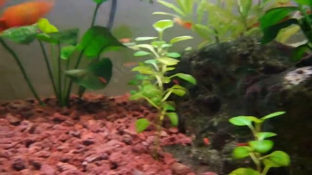 Sylvania Grolux t5 24w Bitkili Akvaryum PERFORMANSI SON HALİ 06.09.2017 kiraz karides смотреть онлайн