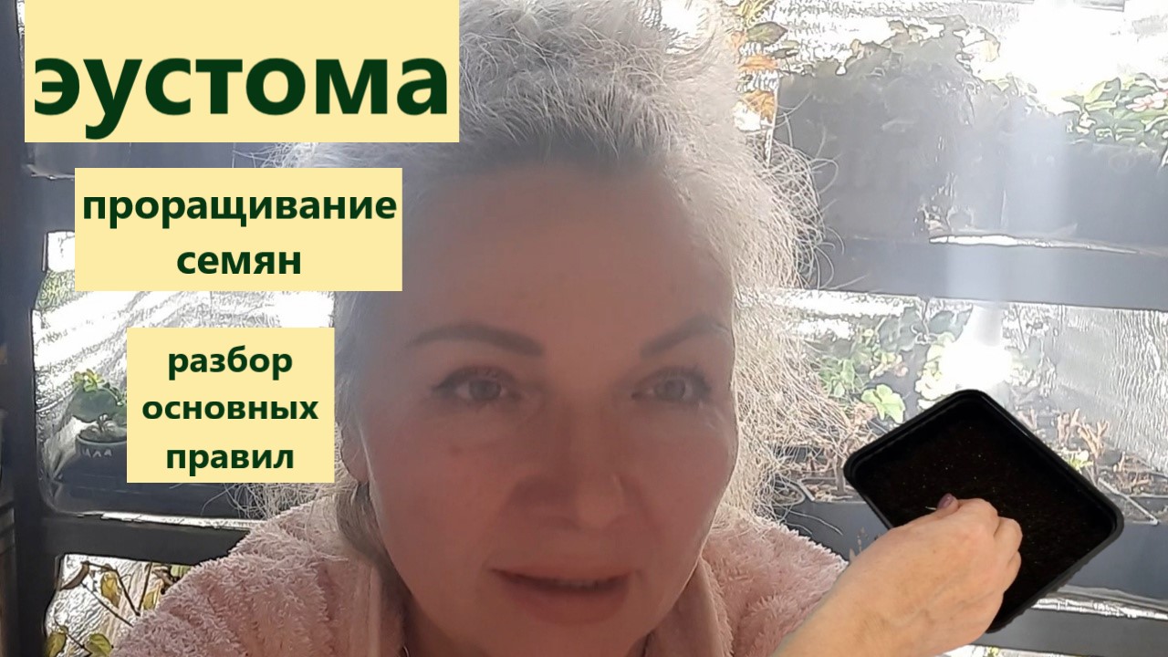 Правила проращивания семян и содержания проростков эустомы до пикировки. смотреть онлайн