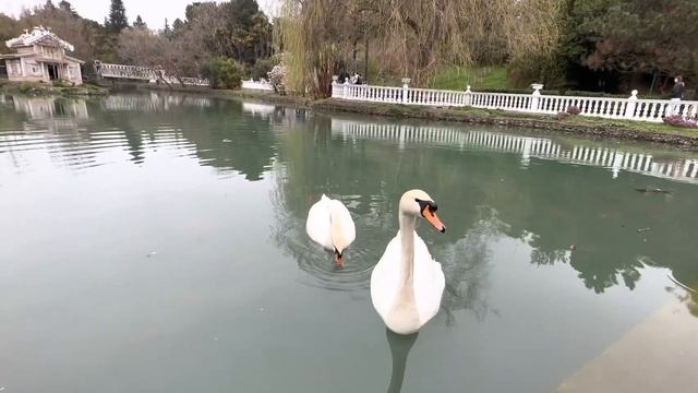 ВЕСНА В АДЛЕРЕ / ПАРК ЮЖНЫЕ КУЛЬТУРЫ В СОЧИ / СИРИУС смотреть онлайн
