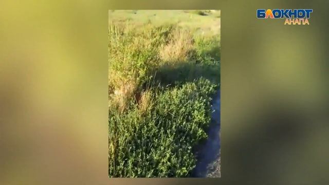 На дворе уже конец октября, а в Анапской цветёт амброзия смотреть онлайн