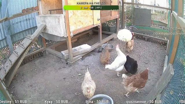Курятник. Жизнь в курятнике. Можно покормить онлайн. Chicken Coop Stream. Online Feed
