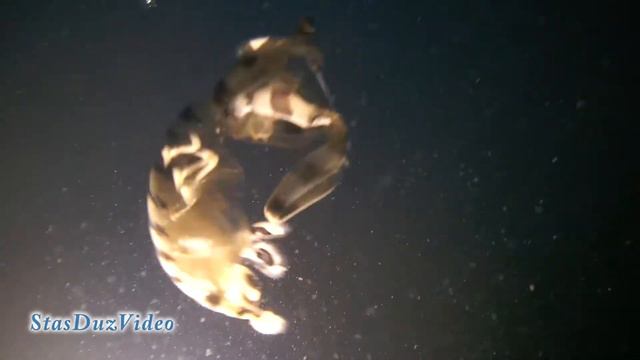 zebra mantis shrimp dancing at night смотреть онлайн