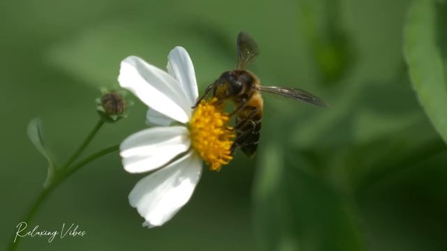 Музыка лечит сердце и сосуды? Успокаивающая музыка восстанавливает нервную систему,расслабляющая #7