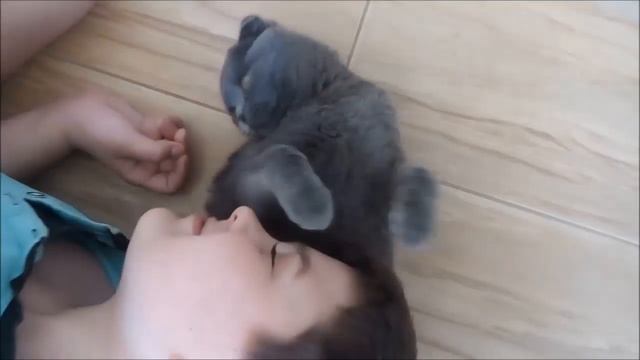 БРИТАНСКИЕ И ШОТЛАНДСКИЕ КОШКИ МОИ НЕЖНЫЕ КРАСАВИЦЫ смотреть онлайн