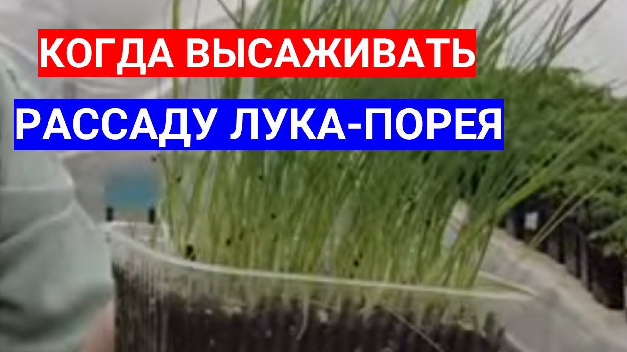 ЛУК ПОРЕЙ: ВЫСАЖИВАЙТЕ РАССАДУ, НЕ ЖДИТЕ ТЕПЛА. КОГДА ЛУЧШЕ САЖАТЬ ЛУК ПОРЕЙ НА ГРЯДКУ смотреть онлайн