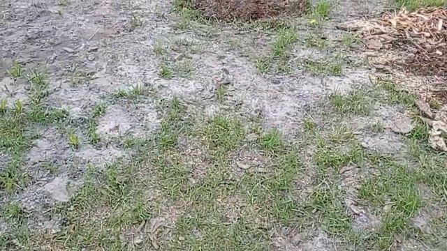 КАК РАСТУТ МОИ САЖЕНЦЫ. ОБЗОР. смотреть онлайн