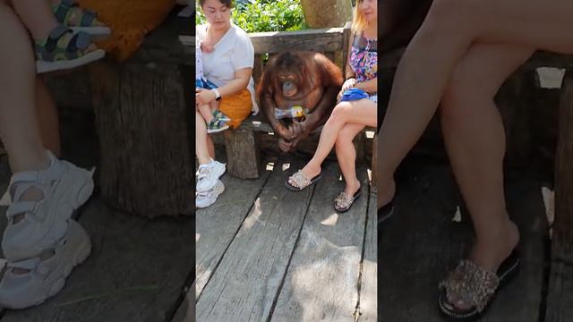 эта милая обезьянка любит все блестящее смотреть онлайн